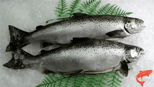 Is it OK to eat farmed salmon now? 