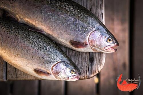فوايد مصرف ماهي در دوران بارداري از خطرات آن بيشتر است