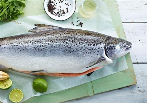 درباره پرورش ماهی سالمون نروژی 